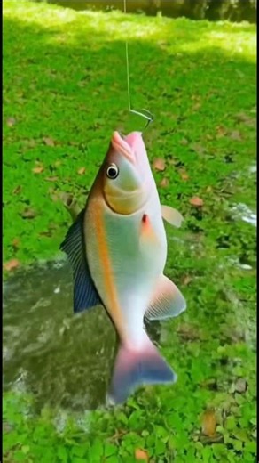 Amazing fishing by hook #shorts