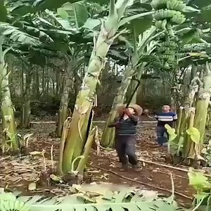 30K views · 67 reactions | Most Amazing Fruits and Vegetables Farming Technique | Beautiful Life | Facebook