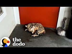 Girl Finds Cat And Her Six Newborn Kittens On Valentine's Day | The Dodo