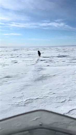 wolf chasing #wolf #wolfhunting