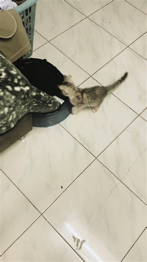 ตกใจหมด#แมวตลก