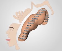 Studying Brain Activation and Motor Maps Using fMRI