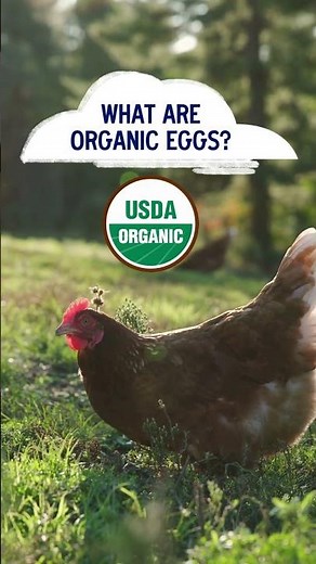 What are organic eggs? 🌾 | Pete & Gerry's