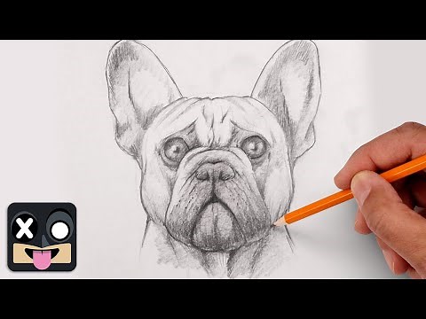 How To Draw French Bulldog | Step by Step Lesson