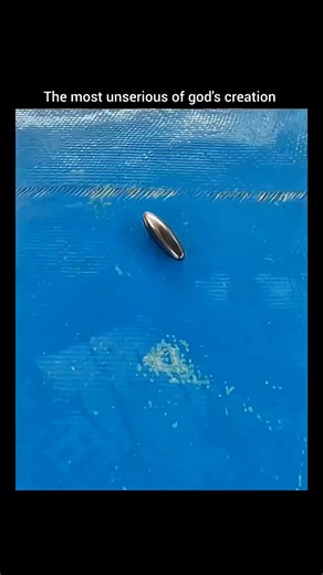seels belike😛 #seels #seel #animal #funny #meme