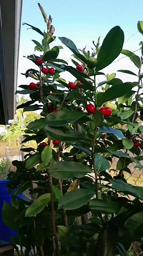 Anyone knows the name of this Tree and it's Fruit