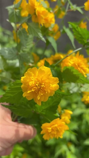 ドライフラワーになるお花を採取しました✨✨ #ハンドメイド #アレンジ #お花 #flowers
