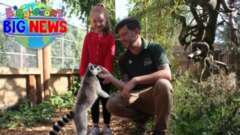 Zookeeper - Biggleton's Big News - CBeebies