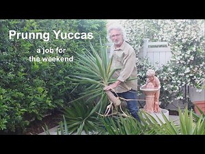 Yucca Pruning Weekend Job