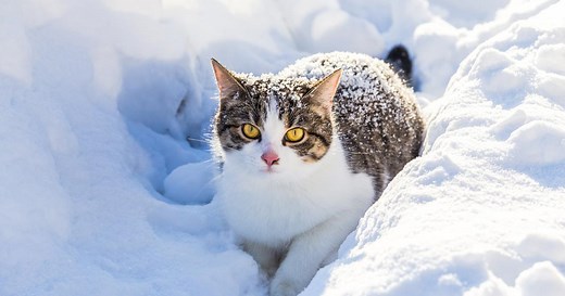 Un chat peut-il dormir dehors en hiver ?