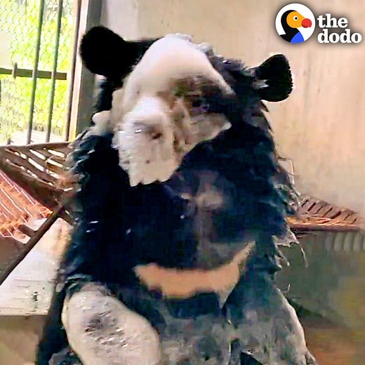 5.3M views · 88K reactions | Watch this baby bear take her first bubble bath — and get happier and happier as the days go by   | The Dodo | Facebook