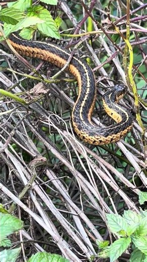Hidden Garter Snake Spotted Resting in Tall Overgrown Weeds! 🐍