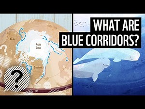 What is a blue corridor? | WWF