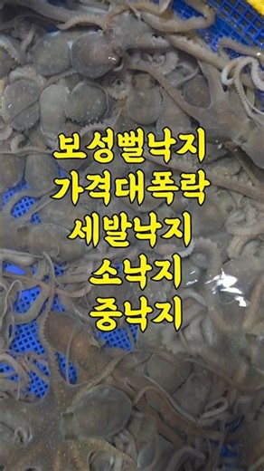 On April 17th, the mud octopus is incredibly fresh. Prices have plummeted, and a massive supply h...