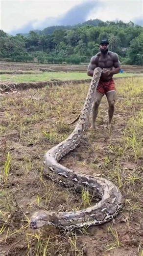 Playing with a python snake, it became #python