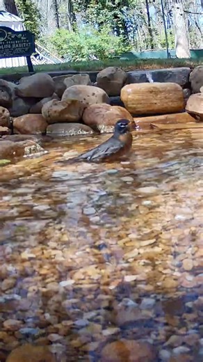 Robin splish splash Bath Before Busy Work Day