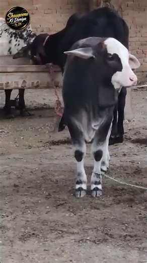 Gulabi Gray Beauty 😍😍#viral #foryou #qurbani #funny #fyp