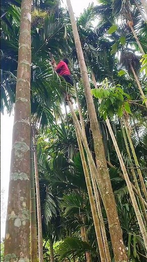 beginilah cara panjat pohon pinang #pinang #pohonpinang #buahpinang