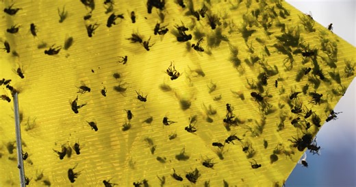 'An absolute threat': Deadly parasite creeps toward Texas, ranchers brace for impact