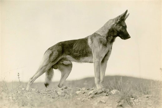 Strongheart the German Shepherd Catapulted to Fame for His Heroics in Silent Films. Later, Spiritualist Writings Immortalized Him in Death