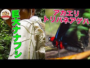 【あつ森でお馴染みの蝶も】マレーシアのジャングルで発見！枯れ枝や葉にモノマネする昆虫＆超派手なセミ【どうぶつ奇想天外／WAKUWAKU】