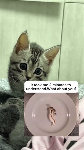 #funny #memes #humor #cat