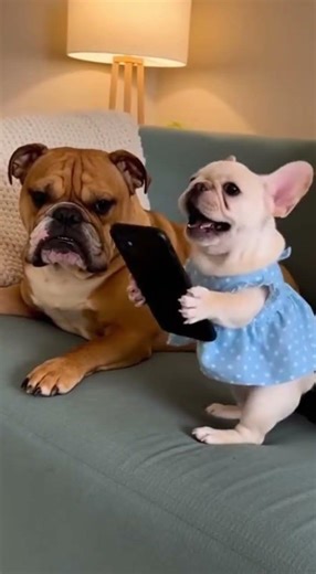 Funny dog screaming with phone while other leaves.​🤣🐕📱#dogshorts #screamingdog#bulldog#pets #humor