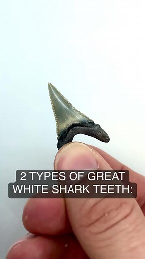 1.5K views · 33 reactions | Now you know! Fossilized Great White Shark Teeth are super rare to find, especially in this condition #SHRKco #greatwhite #sharkweek #sharks #florida #shells #shark #fossils #wildlifeonearth #beachfinds #treasurehunt | SHRKco | Facebook