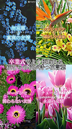 卒業式におすすめの花と言葉