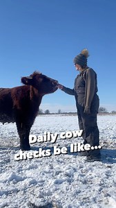 Daily cow checks be like…how YOU doin? . . . . #cows #farmer #livestock #cowchecks #moo #shorthorn #cattle #farm #cowfarm #beefcows #howyoudoin #farmwife #agriculture #cowsofinstagram #farmsofinstagram #farmreels #cowreels #funnyreels #wallisfarm #cowstagram #cowsmakemehappy #cowsofig #indianafarm #farmwifelife #farmwifestrong #farmwivesclub #farmerswife #familyfarm #estherthecow #esther | Wallis Farm