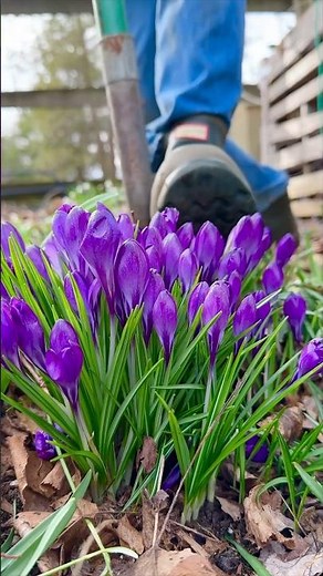 easy & fast way to get Crocus in a pot