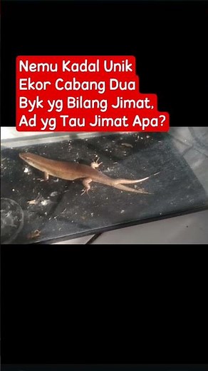 REPTIL UNIK EKOR CABANG 2