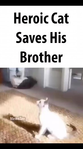 168K views · 1.1K reactions | MR. PRESIDENT GET DOWN #reels #cats #tackle #meme #skit | PlayBox | Facebook