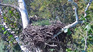 Local non-profit puts up live bald eagle nest camera