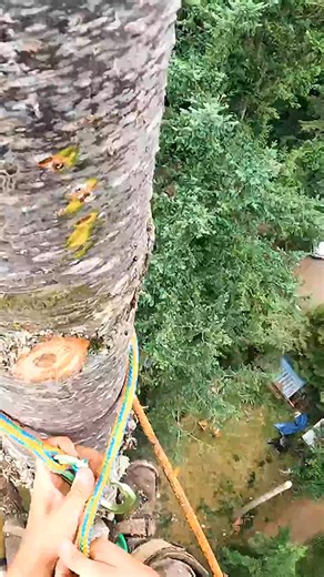Topping a 150' Fir Tree #shorts #reels | Romain Cross