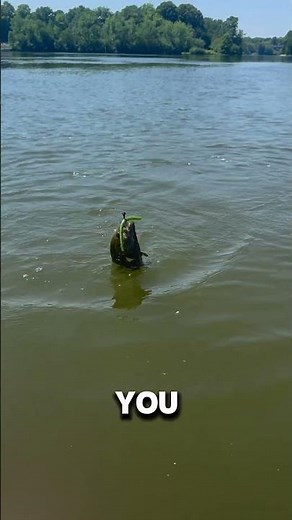 Smallmouth Smash the Wacky Rig! 🚨#smallmouthbass #kayakfishing