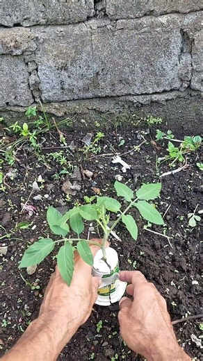 Tips melindungi batang tomat dari serangan hama dengan gelas plastik. #tipsberkebun