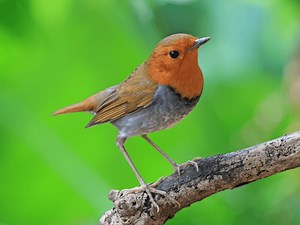 日本三鳴き鳥の一種、コマドリの生態や特徴 | Petpedia
