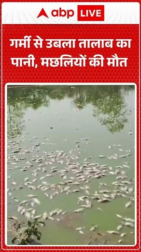 Pond fish Death : गर्मी से उबला तालाब का पानी,मछलियों की मौत | #GlobalWarming #ClimateChange #shorts