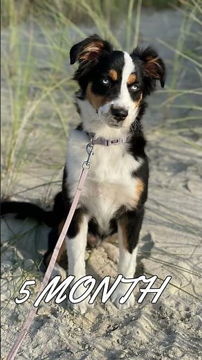 Toy Australian Shepherd - 2 Months Old Puppy to 1 Year Adult Dog Transformation