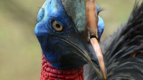 The 'Rainforest Gardener': Stunning Footage of the Southern Cassowary