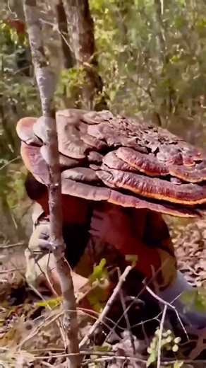Harvesting Ganoderma from Tree