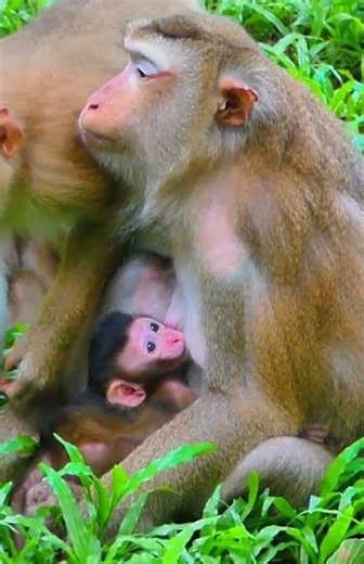 Top Wild Monkey Video 2024 #SHORTS #monkeys #animals#Luno #Jenifer#robin