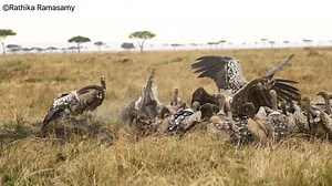 4.4K views · 295 reactions | Ruppell's griffon vulture (Gyps rueppelli),Maasai Mara | Rathika Ramasamy Photography | Facebook