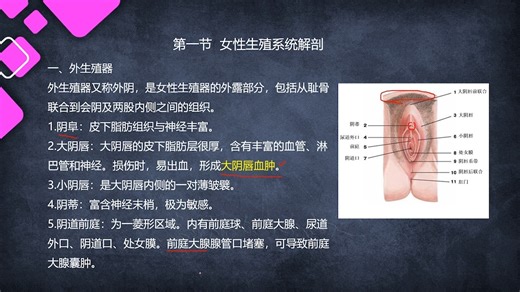 护理学知识-妇产科护理学-精讲01 第一章 女性生殖系统解剖及生理01