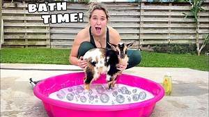 From muddy to magical: Baby goat bath time