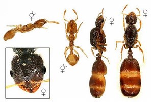 Solenopsis fugax - Alchetron, The Free Social Encyclopedia