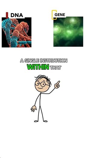what's the difference dna gene#oversimplified