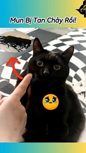 Is Mun really melting? 😨 #pets #pets #funnycats #funny #cat #cute