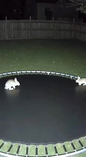 I Checked the Backyard Camera… This Was Not Expected 😂 #caughtoncamera #caughtoncameraimalsdoingthings #nightcamera